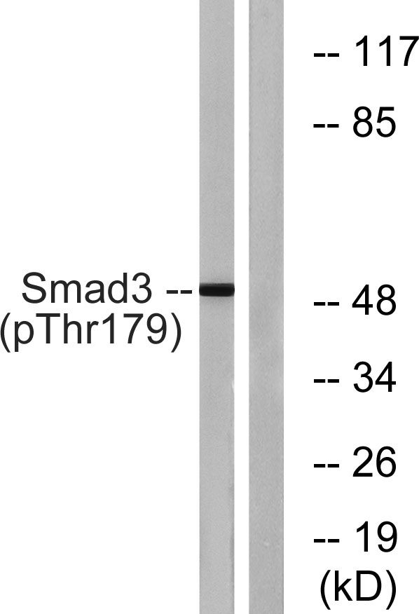 a00059t179 1 smad3 primary antibodies wb testing 2