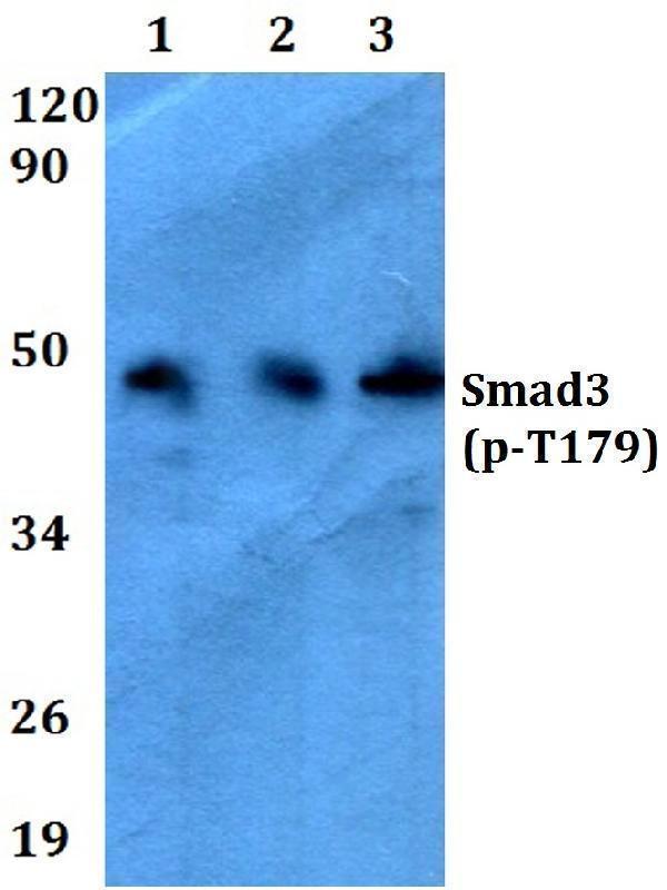 a00059t179 smad3 primary antiboties wb testing 1