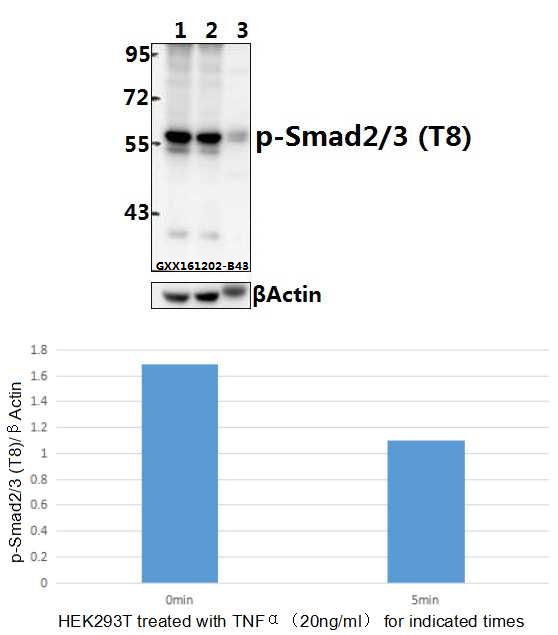 a00059t8 smad3 primary antiboties wb testing 1