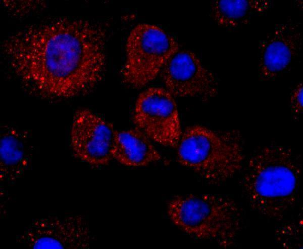 ICC staining Haptoglobin in A549 cells (red)