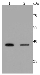 Western blot analysis of Haptoglobin on different cells lysates using anti-Haptoglobin antibody at 1/500 dilution