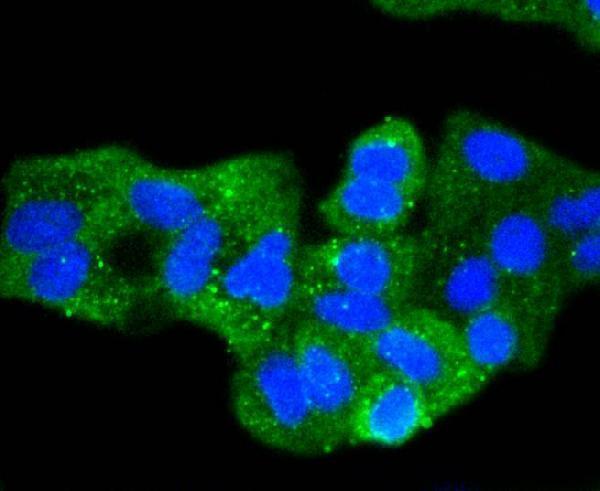 ICC staining Pan-Cadherin in Hela cells (green)