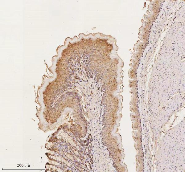 a00063 3 cdh1 primary antibodies ihc testing 4