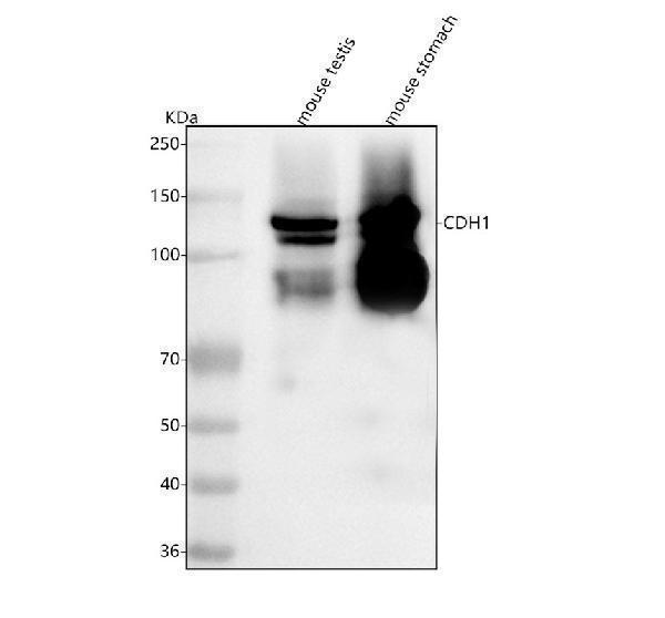  Western blot analysis of E-Cadherin/Cdh1 using anti-E-Cadherin/Cdh1 antibody (A00063-3)