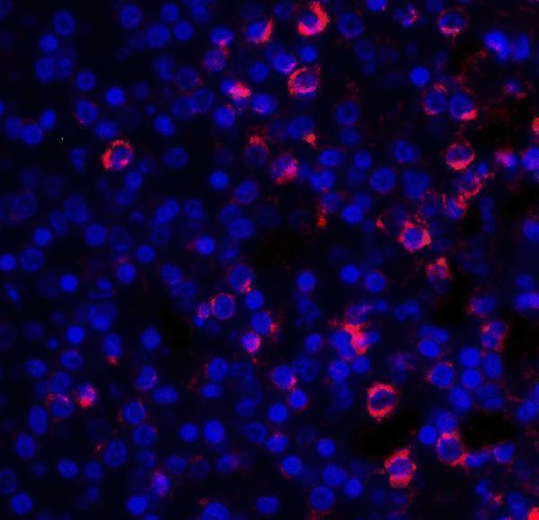 Immunofluorescence of CD28 in human spleen tissue with CD28 antibody at 20 μg/ml