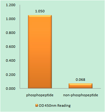 Enzyme-Linked Immunosorbent Assay (Phospho-ELISA) for Immunogen Phosphopeptide (Phospho-left) and Non-Phosphopeptide (Phospho-right), using CD28 (Phospho-Tyr218) Antibody
