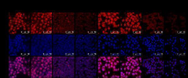 a00066 1 hmgb1 primary antibodies if testing 10