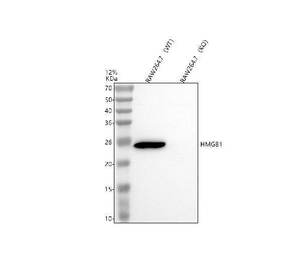  Western blot analysis of HMGB1 using anti-HMGB1 antibody (A00066-1)