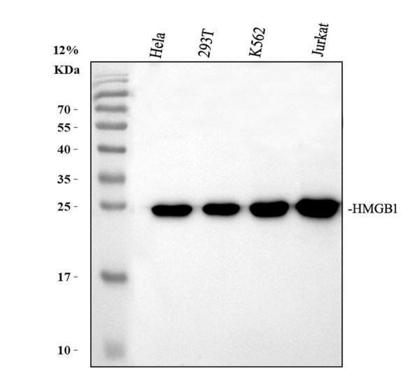 a00066 1 hmgb1 primary antibodies wb testing 3_1