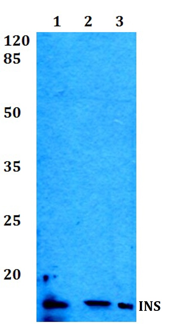 Western blot (WB) analysis of Insulin polyclonal antibody at 1:500 dilution
Lane1:A549 whole cell lysate
Lane2:Raw264