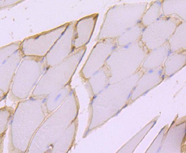 a00069 1 dmd primary antiboties ihc testing 1