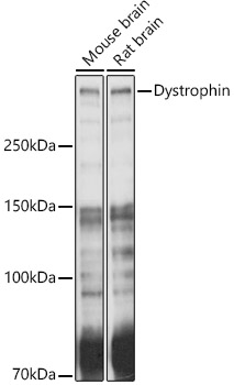 a00069 dmd primary antiboties wb testing 1