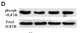 Western Blot analysis of various cells using Phospho-IGF-IR (Y1161) Polyclonal Antibody diluted at 1:2000