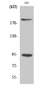 Western blot analysis of lysates from 293 cells treated with Insulin, using IGF1R (Phospho-Tyr1161) Antibody