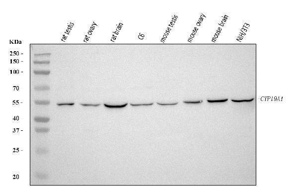 a00071 2 cyp19a1 primary antibodies wb testing 2