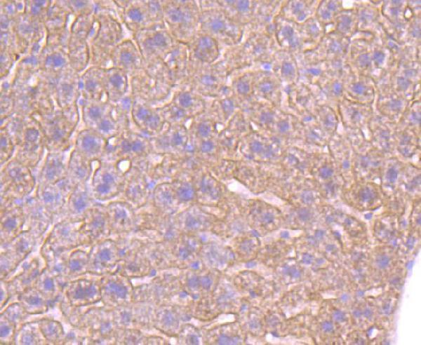 Immunohistochemical analysis of paraffin-embedded mouse liver tissue using anti-ADRB2 antibody