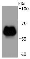 Western blot analysis of ADRB2 on zebrafish lysates using anti-ADRB2 antibody at 1/1,000 dilution