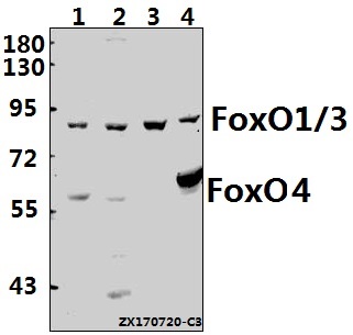 a00073 1 foxo1 primary antiboties wb testing 1
