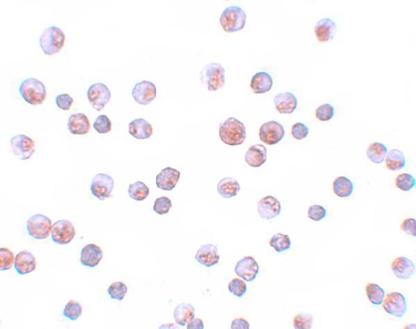 a00073 foxo1 primary antibodies icc testing 2