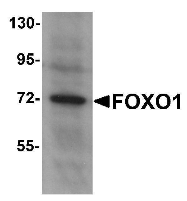 a00073 foxo1 primary antibodies wb testing 1