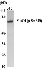 a00073s319 foxo1 primary antibodies wb testing 2
