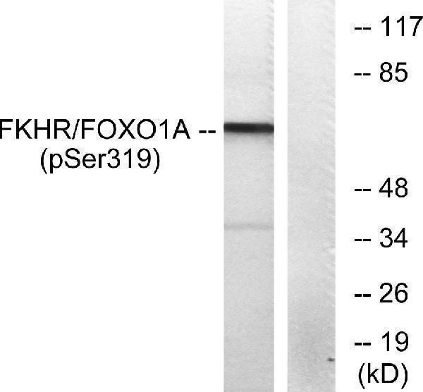 a00073s319 foxo1 primary antibodies wb testing 4
