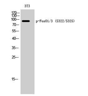a00073s322s325 foxo1 primary antibodies wb testing 2
