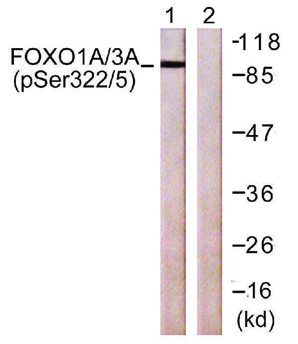 a00073s322s325 foxo1 primary antibodies wb testing 3