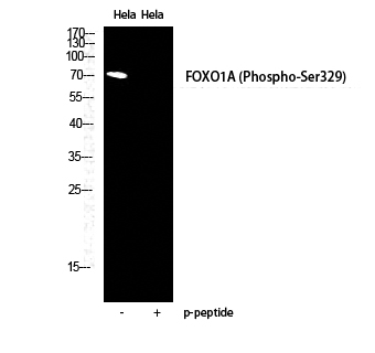 a00073s329 foxo1 primary antibodies wb testing 2