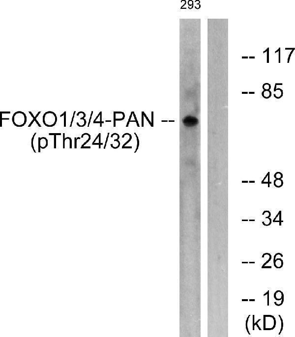 a00073t24 1 foxo1 primary antibodies wb testing 2