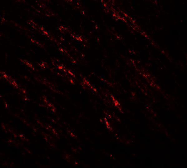 a00075 braf primary antibodies if testing 4