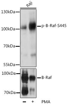a00075s445 braf primary antiboties wb testing 1