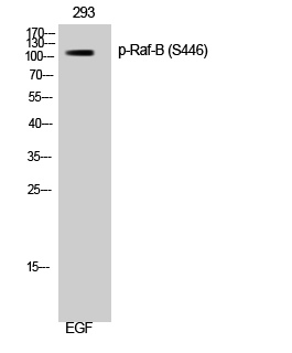 a00075s446 braf primary antibodies wb testing 2