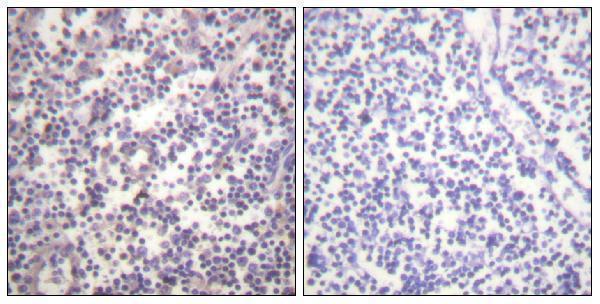 a00075s602 braf primary antibodies ihc testing 1