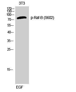 a00075s602 braf primary antibodies wb testing 2