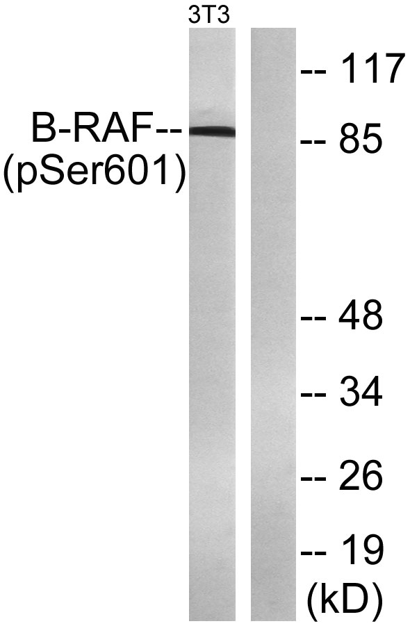 a00075s602 braf primary antibodies wb testing 3