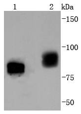 Western blot analysis of Phospho-B Raf(T401) on different lysates using anti-Phospho-B Raf(T401) antibody at 1/1,000 dilution
