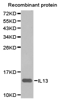 Western blot analysis of extracts of recombinant protein using IL13 antibody