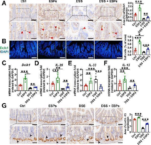 ESPs increase the number of tuft cells and IL-13 in the small intestine of UC mice