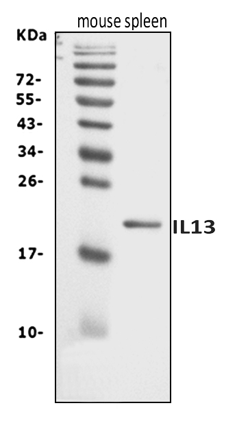  Western blot analysis of Il13 using anti-Il13 antibody (A00077-2)