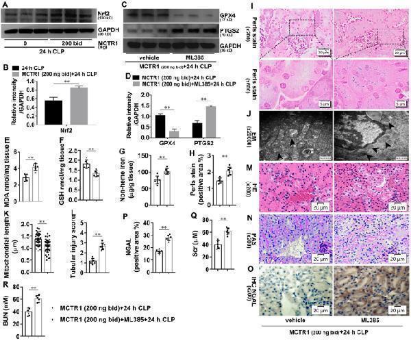 a00078 1 13578_2021_734_fig3_html