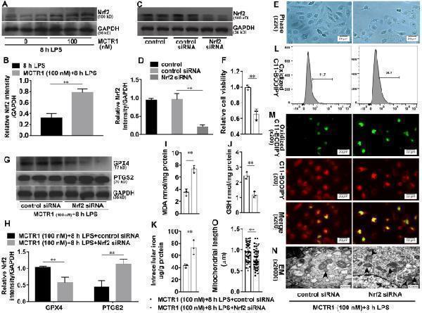 a00078 1 13578_2021_734_fig5_html
