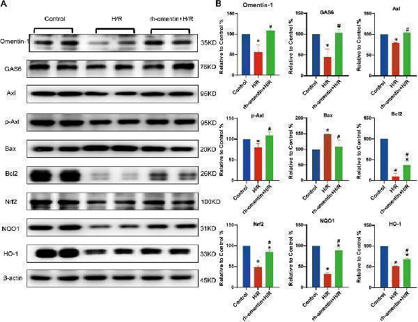 a00078 1 fcell 09 784035 g005