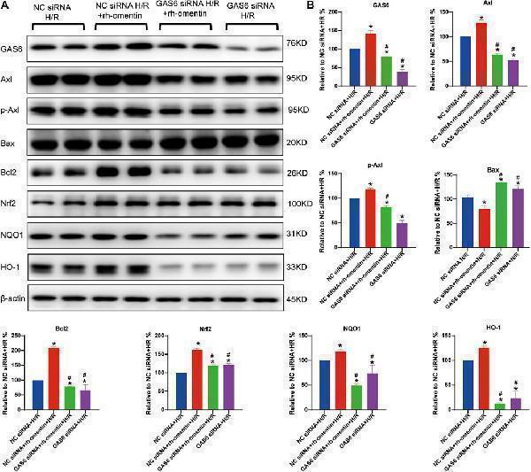 a00078 1 fcell 09 784035 g007