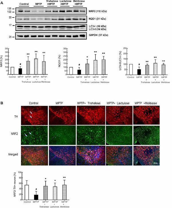 a00078 1 fnagi 12 00226 g004