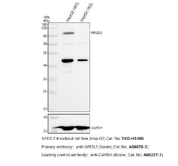 a00078 2 nfe2l2 primary antibodies wb testing 2