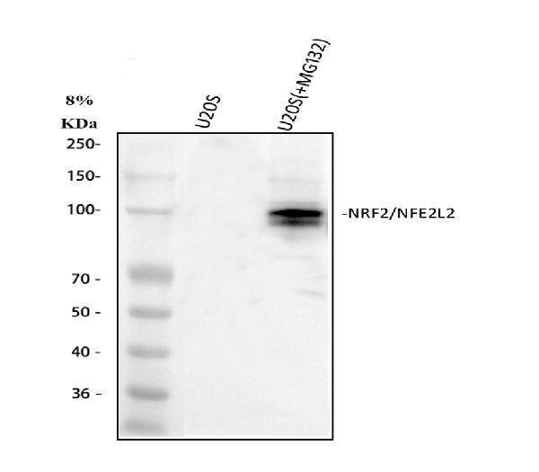  Western blot analysis of NRF2/NFE2L2 using anti-NRF2/NFE2L2 antibody (A00078-2)