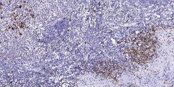 Immunohistochemical analysis of paraffin-embedded human tonsil