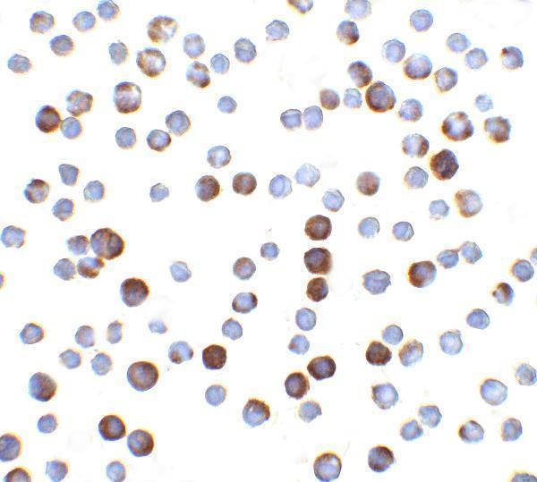 a00080 1 casp9 primary antibodies icc testing 6