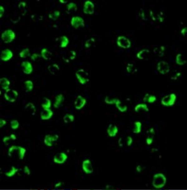 a00080 1 casp9 primary antibodies if testing 4